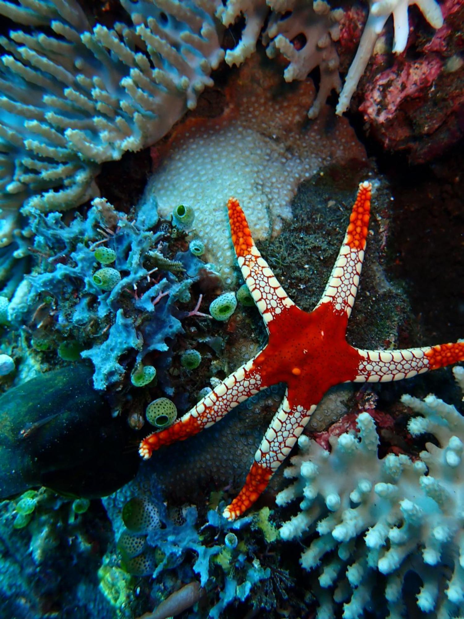 Palm Springs Bali Dive Resort Tulamben  Exterior photo
